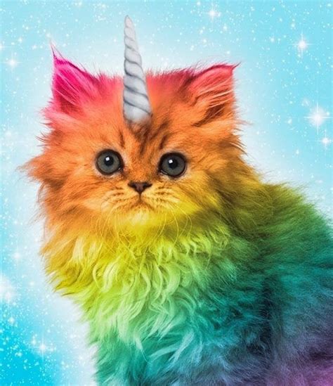 Rainbow Kittens Rainbow Cat