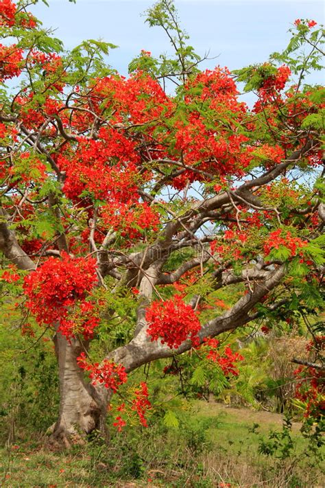 It is a dark green tree with orange flowers on a purple background. Beautiful Tree, With Bright Red-orange Flowers, Known As ...