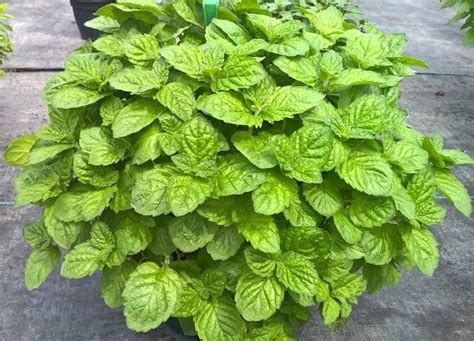 Check spelling or type a new query. 20 Types of Mint You Should Grow At Least 1nce | Growing ...