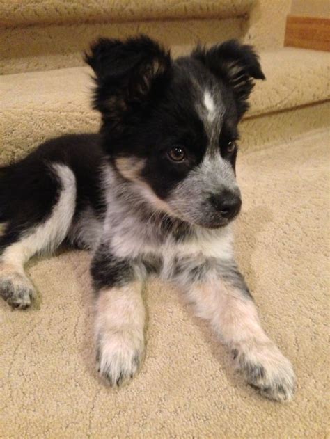 Black, blue merle, and sable, marked with varying amounts of white and/or tan. border collie / blue heeler mix | Puppies, Cute dogs, Cute ...