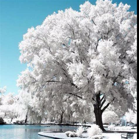 Amazing Winter Scene Love This Pinterest