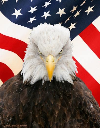 44 Bald Eagle American Flag Wallpaper On Wallpapersafari
