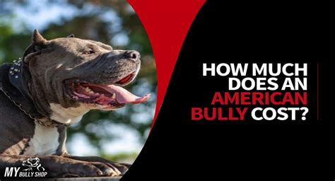 Most people are in awe of this dog's masculine nature, while others consider a pitbull with a blue nose to be rare. How Much Does An American Bully Cost? | My Bully Shop