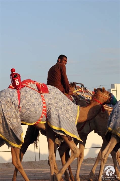 Camels usually eat grass, various plants, hay and dry grains, and can eat up to 9 pounds per day. Camel races in Dubai | My name is Ola
