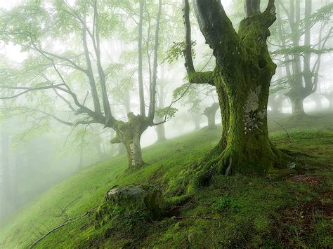 The Most Beautiful Forests In The World Photos Condé Nast Traveler