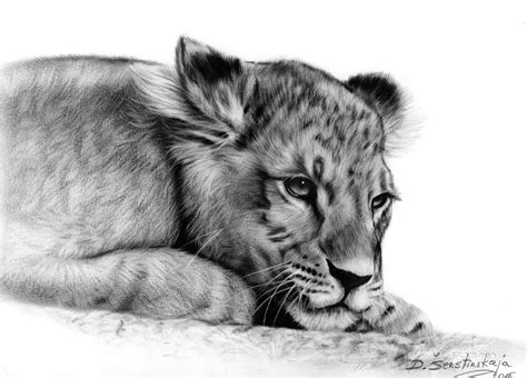 Realistic Lioness And Cub Drawing