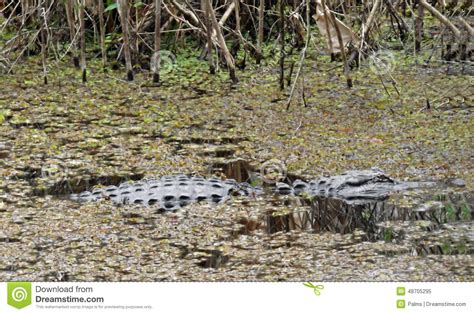 Alligator Is A Swamp Stock Image Image Of Back Wildlife 48705295