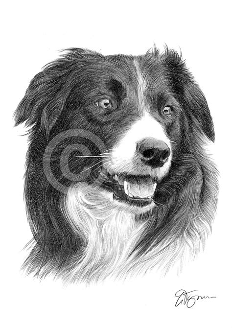 You can also explore more drawing images under this topic and you can easily file name: Pencil drawing of a young Border Collie by UK artist Gary ...