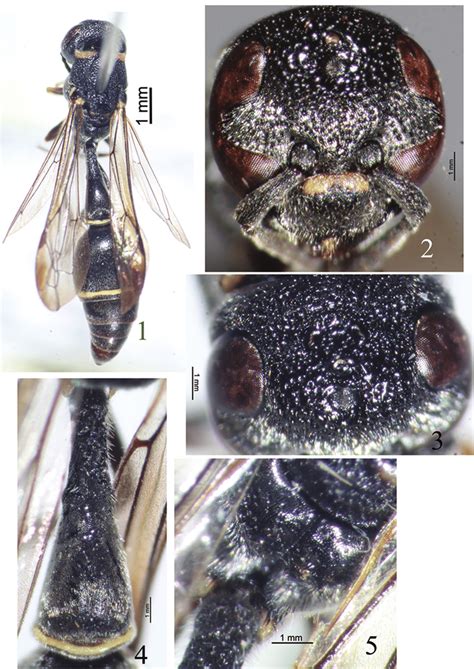 Jump to navigation jump to search. Labus edentatus sp. n., holotype 1 habitus (dorsal view ...