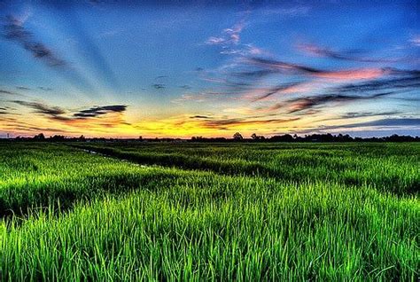Sawah padi di malaysia yang mempunyai pemandangan paling awesome. wallpaper pemandangan sawah padi wallpaper pemandangan ...