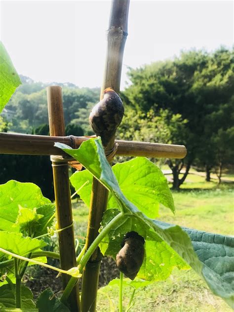 Jun 30, 2021 · 原標題：雨後大蝸牛系非洲大蝸牛，攜帶病原體細菌：不能吃也不能摸 最近雨水繁多一場大雨過後馬路或者公園的草叢邊就會出現了一群氣定神閑的. 勤美學 • 非洲大蝸牛的進擊