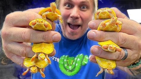 Unboxing 15 Baby Albino Turtles For My Reptile Zoo Brian Barczyk