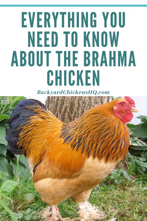 Everything You Need To Know About The Brahma Chicken Brahma Chicken