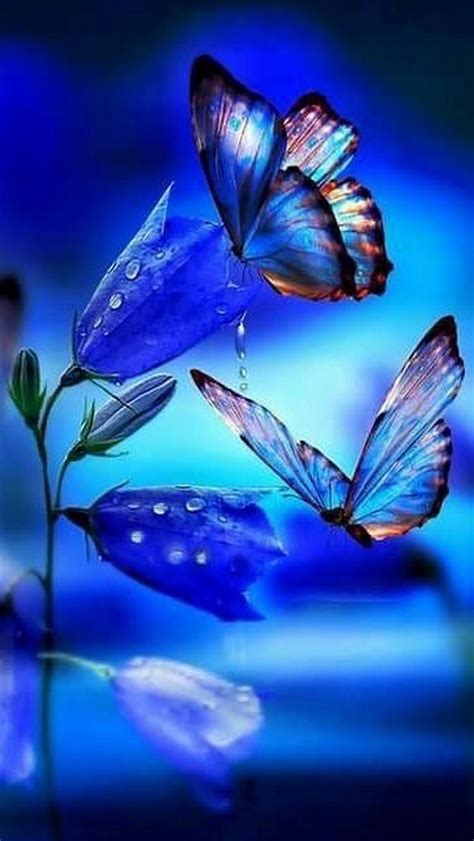 Butterfly Wallpaper Butterfly Beautiful Pictures Of Flowers Download