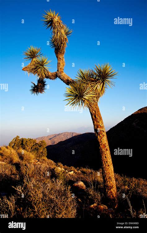 Joshua Tree At Dawn Hi Res Stock Photography And Images Alamy
