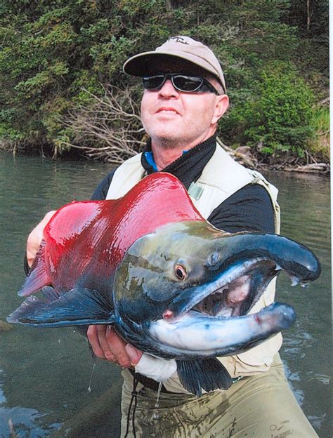 Sockeye Salmon â€“ Big Huge World Record Igfa Gigante Pesce Biggest