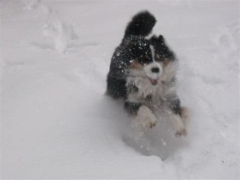 Free Images Snow Winter Puppy Weather Vertebrate Dog Like Mammal