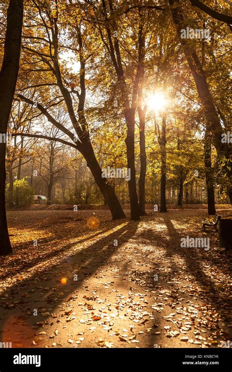 Tiergarten In Berlin In Autumn Stock Photo Alamy