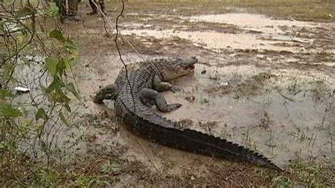 400 Lb Alligator Caught On Gulf Coast