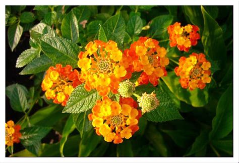 Jisoo:kau ngn bunga taik ayam sama jee dua ii busuk.ahahah +. Bunga Taik Ayam | This flower is called the "chicken shit ...