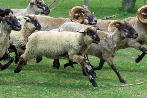 Heritage Breeds Of Sheep Grit