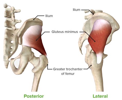 Gluteal Region Anatomy Video Lecturio Medical