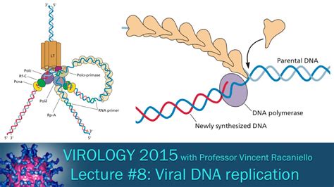 Virology 2015 Lecture 8 Viral Dna Replication Youtube