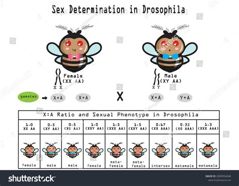 Vektor Stok Sex Determination Drosophila Sex Drosophila Determined