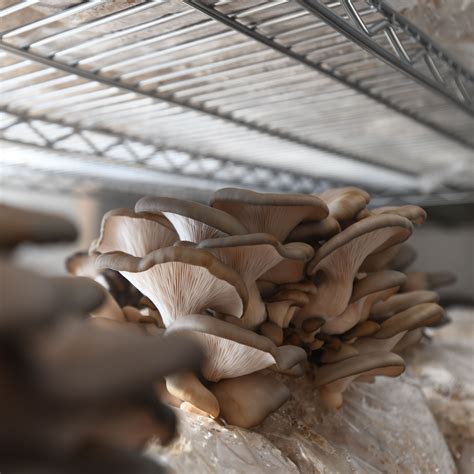 Oyster Mushrooms Growing Here At North Spore Mushroom Grow Kit Grow