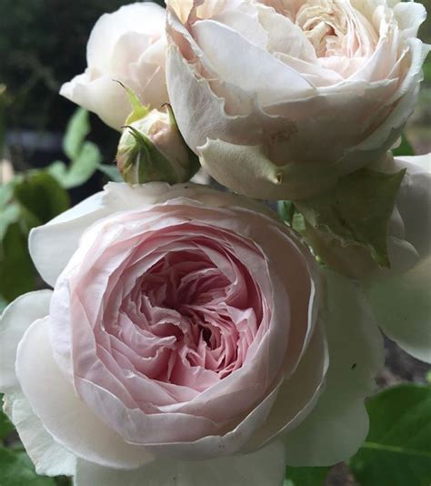Please remember to keep those tender veggies, herbs, and flowers covered and safe. Roses | Portland Nursery