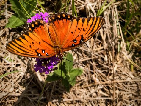 Gulf Coast Fritillary Butterfly Pics4learning