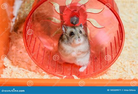 The Funny Djungarian Dwarf Hamster Is Standing On Its Hind Legs In The