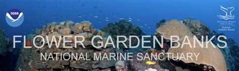 Its Official The Flower Garden Banks National Marine Sanctuary Adds