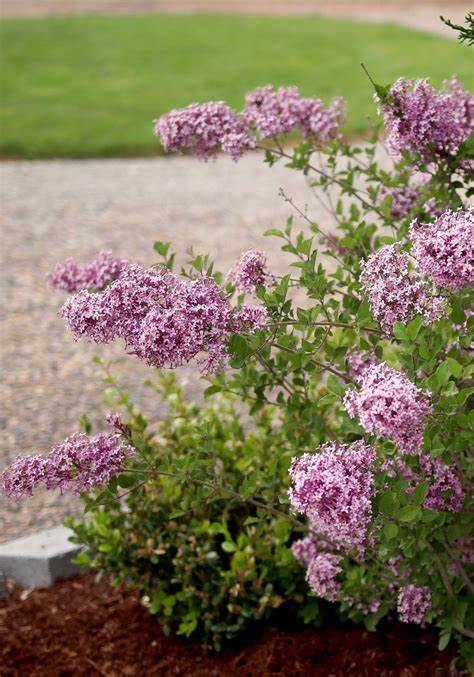 Bloomerang Dark Purple Reblooming Lilac Is Truly A Plant That Keeps On