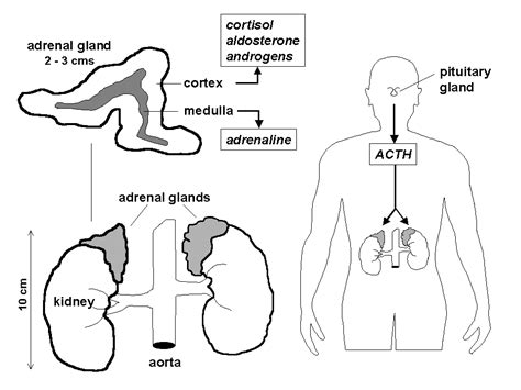 Congenital Adrenal Hyperplasia Pathway