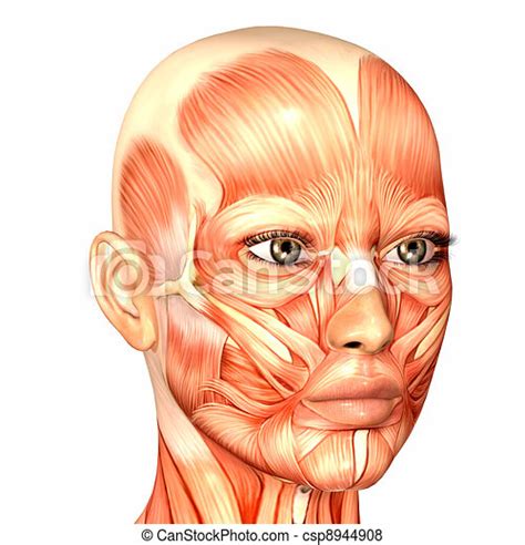 Stock Illustration Of Female Face Anatomy Illustration Of The Anatomy