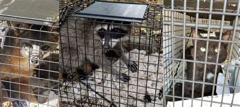 Trapped Animals Resized For Blog Napa Humane