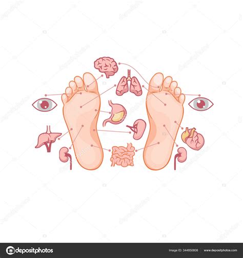 Cartoon Soles Of Feet With Marked By Reflexology Zones For Acupuncture Organs Stock Vector By
