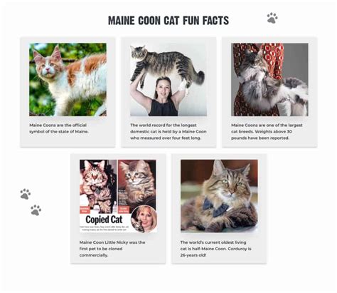 12 Facts About Maine Coon Cats Personality History Health And More