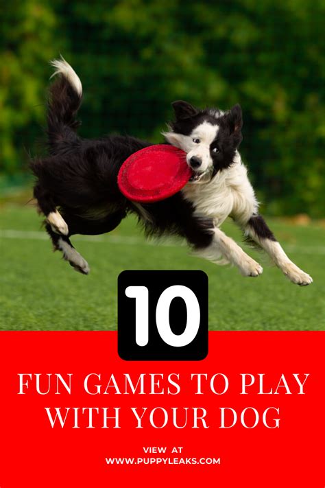 The send to the crate on command 2 the key to crate games is to make the crate an extremely rewarding place for the dog to be. 10 Fun Games to Play With Your Dog in 2020 (With images ...
