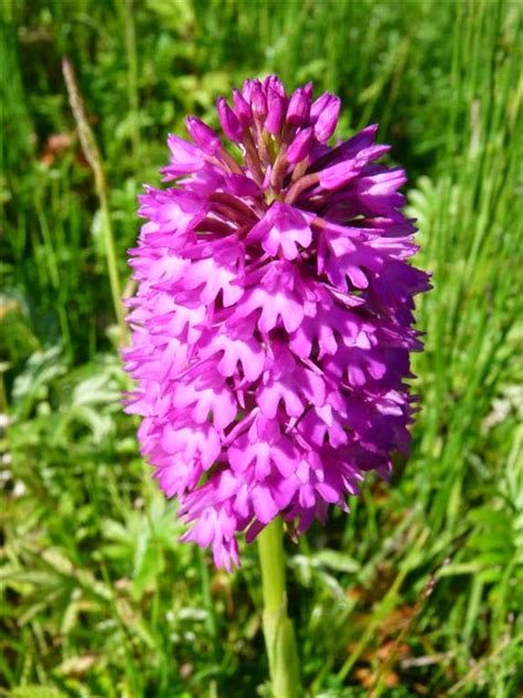 More ideas from orchid rare. I Love Arnside & Silverdale: Northern Bedstraw & Heath Fragrant Orchid on Hutton Roof, Cumbria.