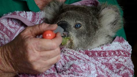 Rare Blue Eyed Koala Manning River Times Taree Nsw