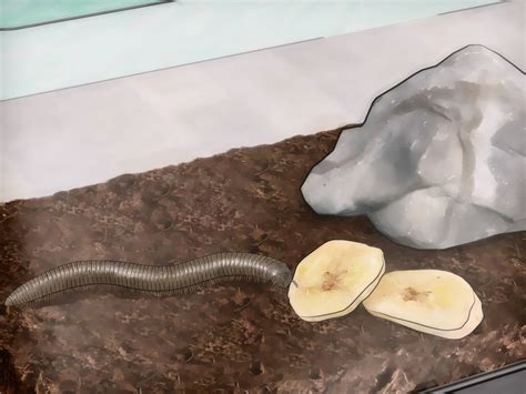 Can you survive a black widow bite without treatment? How to Get Rid of Millipedes (with Pictures) - wikiHow
