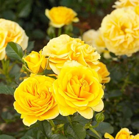31 david austin roses that are most resistant to disease. Top Roses for Gardens in the Southwest | Best roses, Rose ...