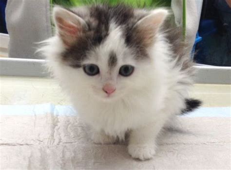 Babykatzen oder auch katzenbedarf schnell gefunden oder vermittelt. Tierhilfe Verbindet - Tiervermittlung Hunde Katzen - Neues ...