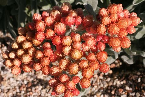 While you are wondering about it, don't forget the convenience that online shopping offers you. Helichrysum 'Ember Glow' | Native Sons Wholesale Nursery