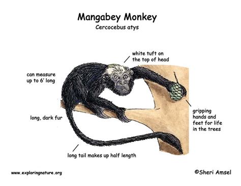 Monkey Mangabey Exploring Nature Educational Resource