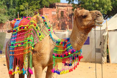 Every now and then, the right thing to do is to alter your values. Decorated Camel During Festival In Pushkar India Stock ...