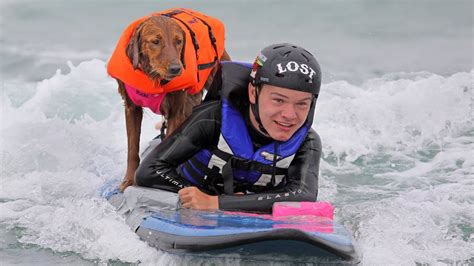 Ricochet The Surfing Dog Superpower Dogs Youtube