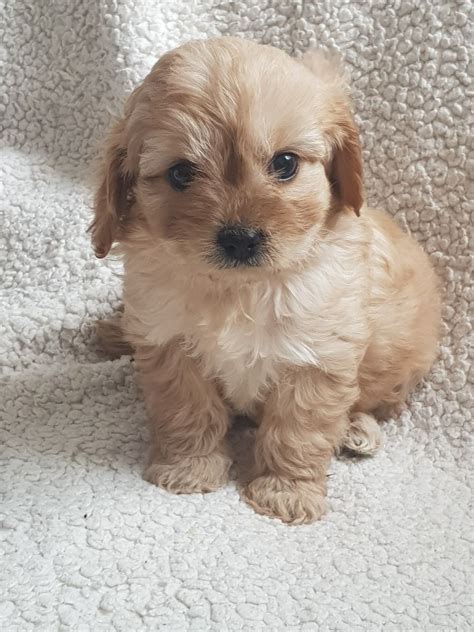 We did not find results for: Toy cavapoo girl puppies | Telford, Shropshire | Pets4Homes